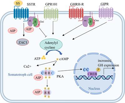 Genetic and Epigenetic Causes of Pituitary Adenomas